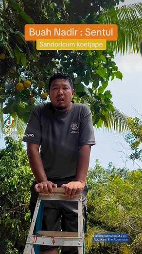 Siapa pernah makan buah sentul atau nama saintifiknya Sandoricum koetjape ?? Buahnya mengandungi vitamin B, C, kalium dan fosforus yg baik untuk kesihatan juga!! Buah nadir ni kian pupus sekarang !!! #fy #fyp #fypシ #fypシ゚viral #buahsentul #pokoksentul #buahnadir #pokoknadir #buah #fruit #sandoricumkoetjape #rarefruit #kebun #garden #plant #rarefruit #rarespecies | Mohd Ilham Norhakim Lokman