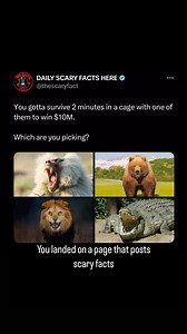 Baboons, while strong and aggressive, are generally less dangerous than the other animals listed. They are smaller in size, which could make them less lethal in a short, confined encounter. Baboons can be unpredictable and defensive, especially if they feel threatened. However, if you remain calm and avoid sudden movements, there’s a chance the baboon might not perceive you as a direct threat. The key would be to avoid making eye contact and to stay as non-threatening as possible. Their smaller 