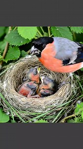 So pretty bullfinch nest | Nature And Wildlife