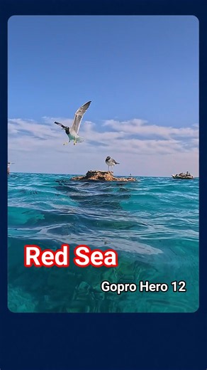Red Sea Snorkeling GoPro Hero 12