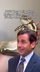 Sometimes they’re just dramatic #ballpython #ballpythons #ballpythonmorphs #royal Python #ballpythonsofinstagram #python #pythons #snake #snakes #snek #reptile #reptiles #reptilesofinstagram #reptilelover #reptilekeeper #pet #pets #daily #instagram #tiktok #reels #cute #fun #happy #ballpythonsoftiktok #boise #idaho | Black Lake Reptiles