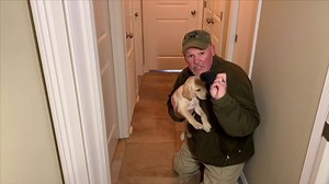 2.6K views · 40 reactions | The First Retrieve | Wildrose Kennels - Gentleman's Gundogs | Facebook