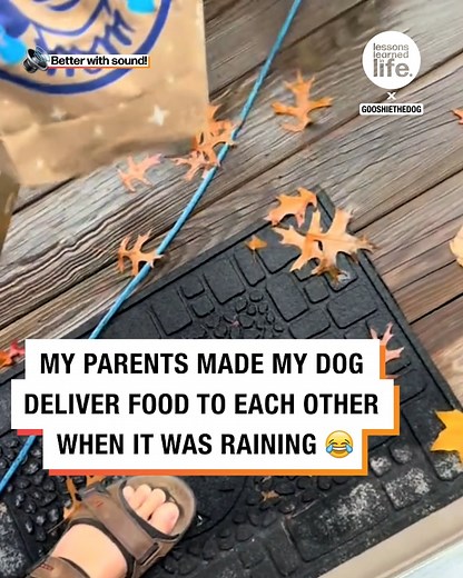 Dog delivers food to parents | Lessons Learned In Life