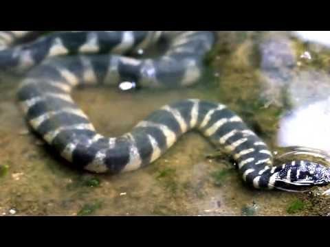 Banded File Snake
