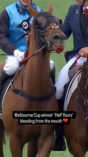 Melbourne Cup winner Half Yours was seen bleeding from the mouth during a post-race interview. 💔🐎 Commentators later claimed the blood came from a “minor laceration” and said no veterinary treatment was needed. A horse bleeding at the finish line should never be considered “minor.” It’s a heartbreaking reminder that behind this spectacle, horses are suffering for gambling profits. #BanHorseRaces 🚫🐎 Via: @animalsaustralia 🌍👉 @worldanimalnews_ @peace_4animals #WorldAnimalNews #Horses #HorseR