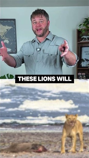 This Lion Behavior Will Shock You