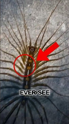 If you ever see this. Scariest Bug With 30 Legs?!
