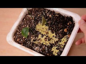 【白絹病 カビ 土】種から育てた植物の土にカビが出てきた White Silk Disease Mold Soil Mold has appeared in the soil of plants gr