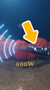 8.9K views · 24K reactions | Electric eels dangerous fish #fish #fishes #gk | Facts Too | Facebook