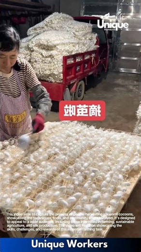 Silkworm cocoon harvest: harvesting cocoons