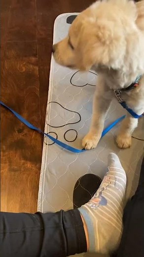 Thank you! 😊❤️🫶🐶 #cute #thankyou #pets #funny