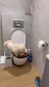 1.1M views · 33K reactions | Dog Training at its best | My Shih tzu world | Facebook