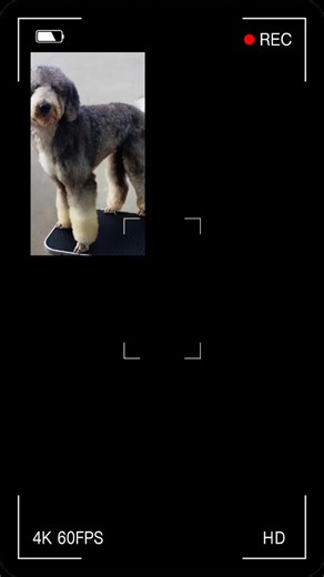 before and after Grooming giant poodle #dmpetgrooming #homeservicepetgrooming #bookusnow #CapCut