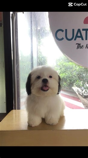 Cuatro Patee Pet Shop on TikTok