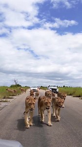 There's something about animals roaming wildly out there - a sight we love. Wish it wasn't so rare😞 Repost from @bush_cow @daniellacowden #animalplanet #animalplanetindia #lion #animallovers | Animal Planet India