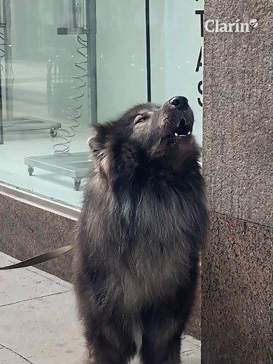 ¿Un lobo en Buenos Aires? En las últimas horas comenzó a circular un video de un supuesto