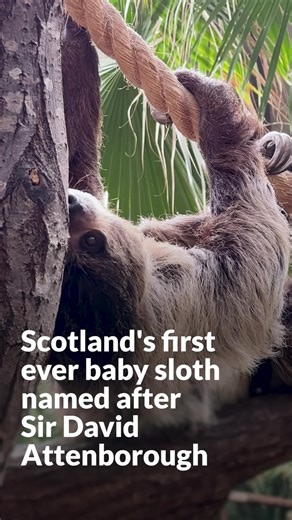 Scotland's first ever baby sloth named after Sir David Attenborough