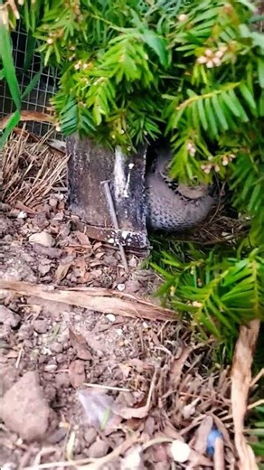 broody bobwhite quail