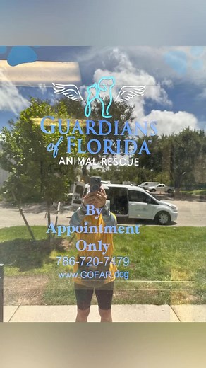 The best part of having rescue partners is working together to help #shelterdogs in need. A big thank you to Guardians of Florida Animal Rescue for pulling sweet #seniordog BUCK #A203534 and giving him the second chance he deserves. You can follow BUCK’s journey at GOFAR and help him find a loving home. ♥️ #adopt #foster #donate #love #share #collierDAS #shelterdogs | Collier DAS Dogs -by volunteers