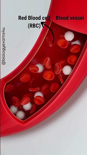 RBC and WBC in blood Animation