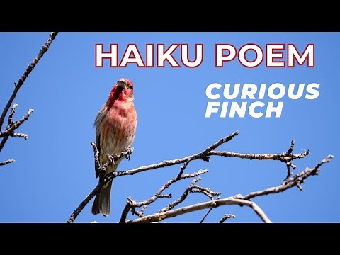 Haiku Poem Example | Poetry about Nature | Haiku about Birds | Spring Poems | Traditional Haiku