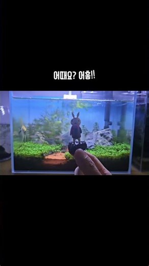 어항 속에 토끼가?🐰 역대급 힐링 물멍 포인트 만들기✨ #물멍 #아쿠아스케이프​