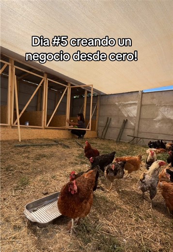 Día 5: Creando un Negocio desde Cero con Gallinas