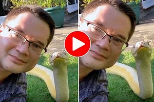Viral Video: Man Dares To Take Selfie With Python, Then Snake Does This Unexpected Thing. Watch
