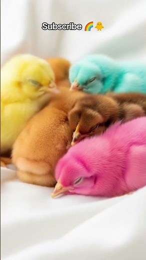 baby Chirping🐣 ASMR Rainbow Chicks Sleeping Melt Your Heart 💕#short#babyanimals#birds#youtubeshorts
