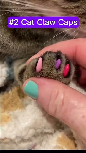 How To Stop Cats From Scratching Furniture! Seriously!