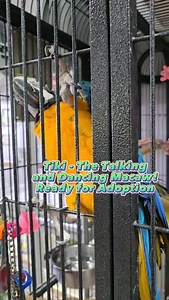 119 reactions · 63 comments | Tiki the talking and dancing macaw is ready for adoption! Call us at 520.288.6310 to meet all of our amazing birds! #fyp #pet #bird #birds #parrots #parrot #blueandgoldmacaw | Paradise Parrot Rescue | Facebook