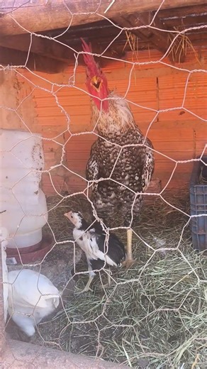 Galo Músico Brasileiro cantando muito!