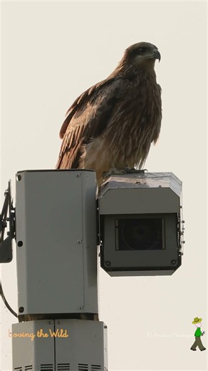 究極のハイブリッド 監視＞アクション・カメラ The Ultimate Hybrid Surveillance & Action Camera