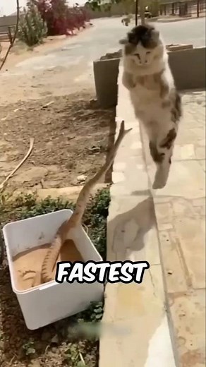 Animals With the Fastest Reaction Time