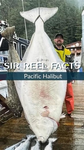 What's Special About Pacific Halibut #sirreelfacts #pacifichalibut #alaska #fishing