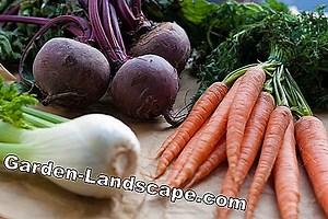 Garden Practice: Store beetroots - How to do it right | 2025