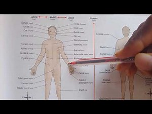 Basic Anatomical terms in HAP | Bpharma First semester