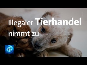 Illegaler Tierhandel: Tierschützer fordern EU-weite Abkommen