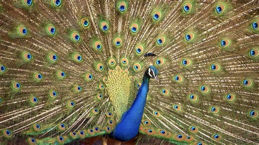 Crazy Creatures (2015)