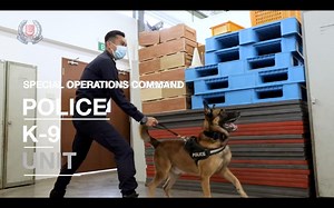 How do our Police K-9 dogs complement police operations? Join our friendly police media officer Xuan Lin as she shares more about K-9’s capabilities! #safeguardingeveryday #singaporepoliceforce | Singapore Police Force