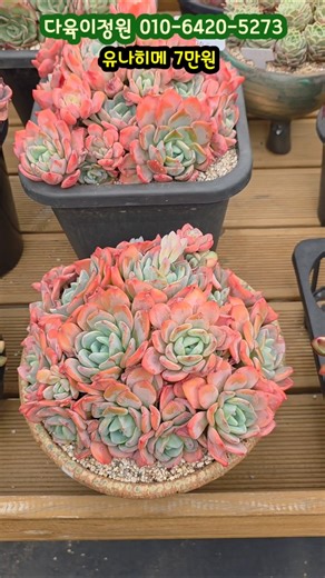 예쁜 다육이 군생 라즈베리아이스 특가 12,000 #다육이정원 #박서진