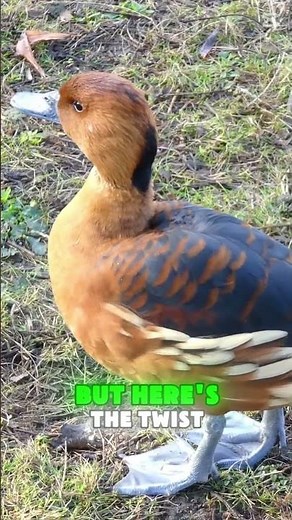 Fulvous Whistling Duck: The Musician of the Marshes
