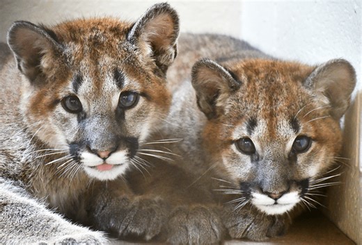 ‘A first’: Orphaned mountain lion cubs get new home at Akron Zoo
