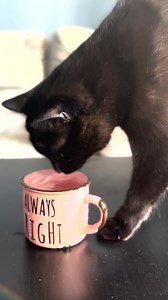 100K views · 1.5K reactions | Black cat's adorable water dance  | MetDaan Tips | Facebook