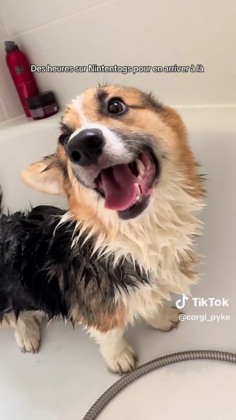 il s’est encore roulé dans une 💩 #nintendogs #chien #corgilove #corgi #pourtoi