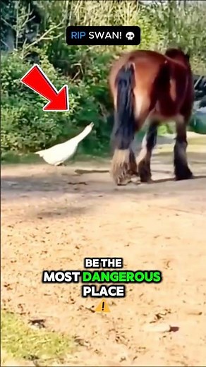 🐎 Why Horse Kicks Are So Dangerous