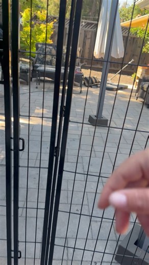 Watch Amazing playpen, fence, and border for my giant dog! Portable, easy to put together on Amazon Live