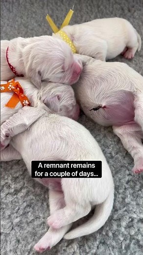 Newborn Pup's Umbilical Cord