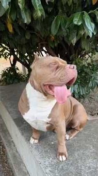 This is why TikTok people insult me because of big Biggy, look at this loser dog