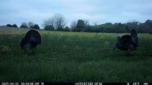 Hard gobbles, heavy beards. #HyperFire4K #Reconyx | RECONYX